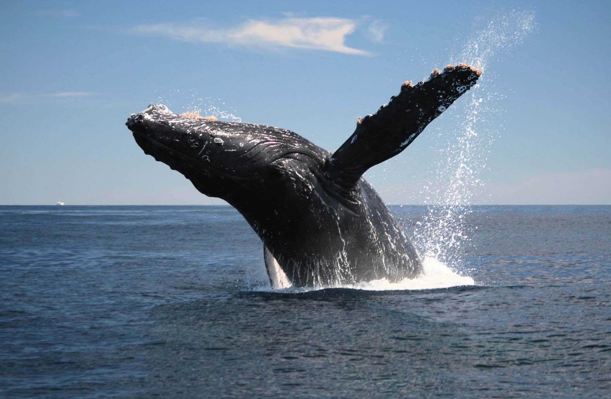 A humpback whale breaching