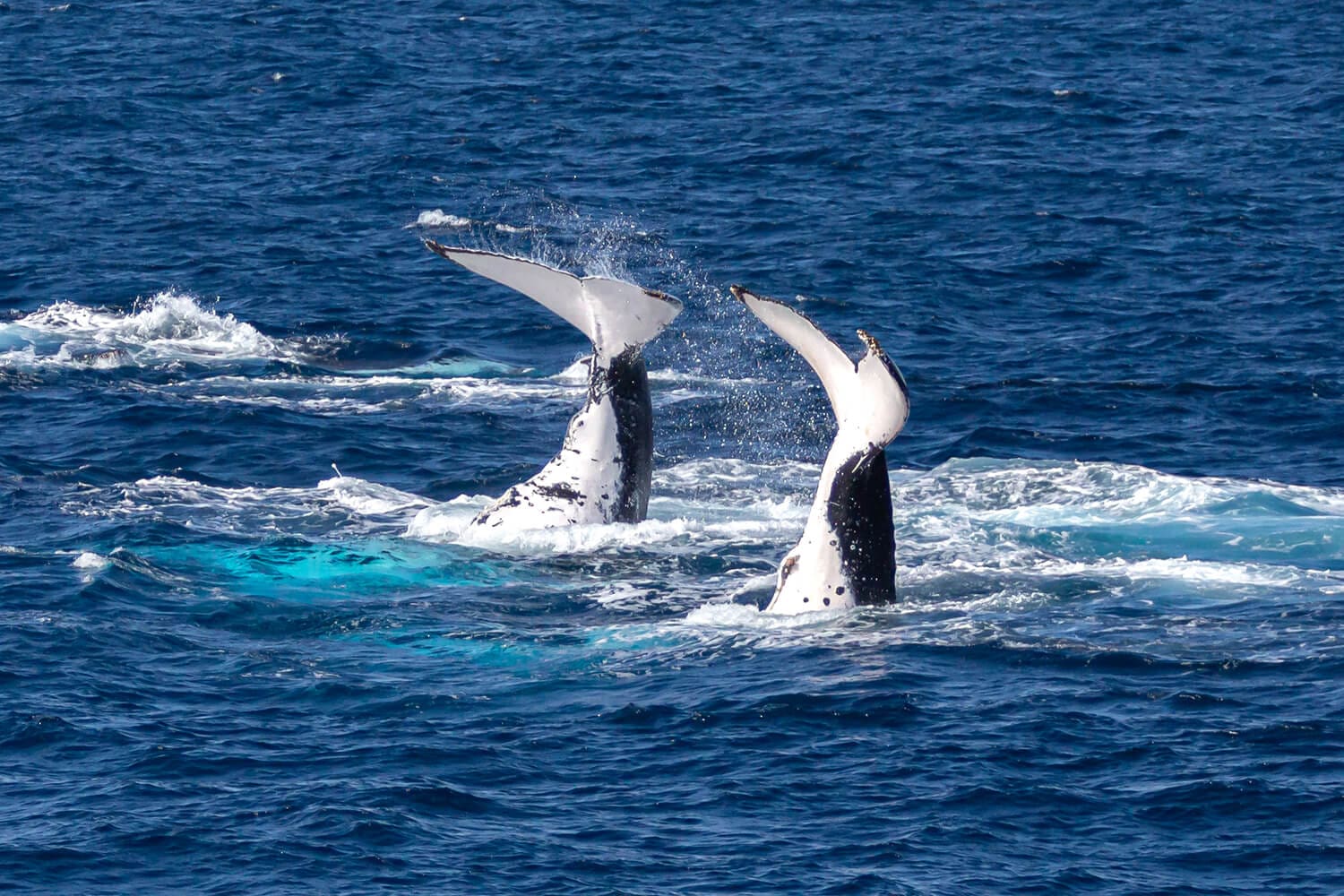 Humpback whale beside the vessel