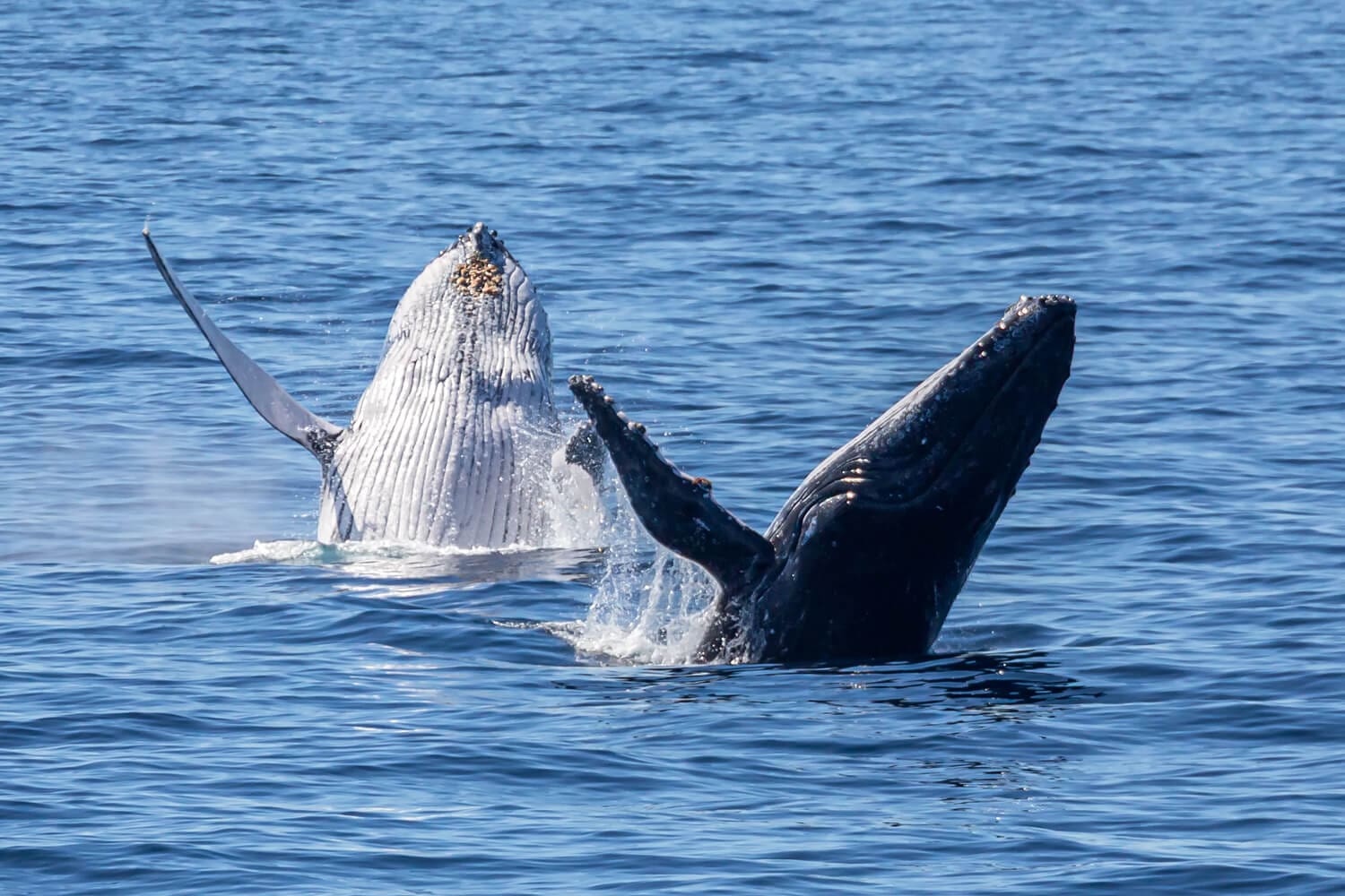 Whale tail slapping the surface